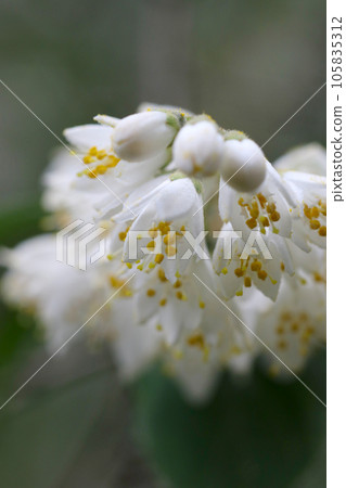 漂亮的白色溲疏花序,花朵特寫(使用微距鏡頭,自然光,特寫攝影) 漂亮的白色溲疏花序,花朵特寫(使用微距鏡頭,自然光,特寫攝影) 105835312