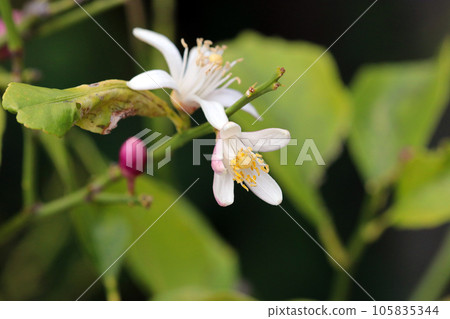 漂亮的粉紅色和白色的溲疏花序,花朵特寫(使用微距鏡頭,自然光,特寫攝影) 漂亮的粉紅色和白色的溲疏花序,花朵特寫(使用微距鏡頭,自然光,特寫攝影) 105835344