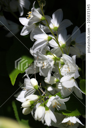 Pretty white panicles of Deutzia, group of flowers close-up (using a macro lens, natural light, close-up photography) Pretty white panicles of Deutzia, group of flowers close-up (using a macro lens, natural light, close-up photography) 105835345
