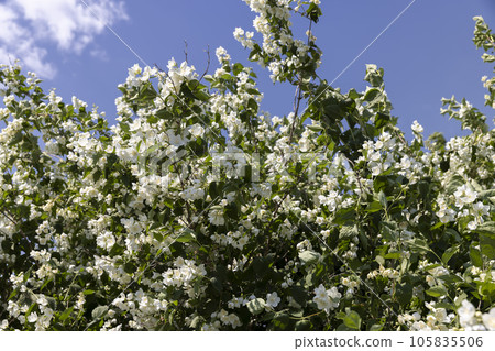 blooming white flowers jasmine bush in the spring season blooming white flowers jasmine bush in the spring season 105835506