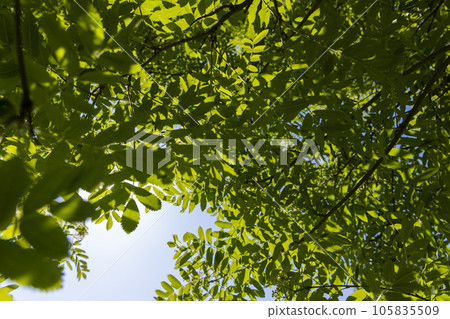 a flowering rowan tree with green foliage in the spring season a flowering rowan tree with green foliage in the spring season 105835509