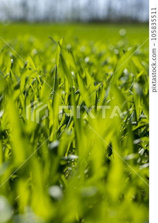 agricultural field with green wheat in the spring season agricultural field with green wheat in the spring season 105835511
