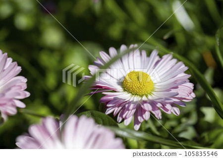 beautiful blooming daisies white and red in spring 105835546