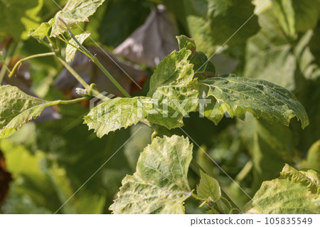 A vine with green foliage in summer A vine with green foliage in summer 105835549