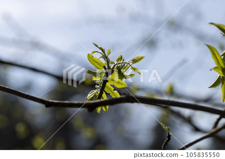 green leaves of mountain ash during spring, small fast-growing green foliage green leaves of mountain ash during spring, small fast-growing green foliage 105835550