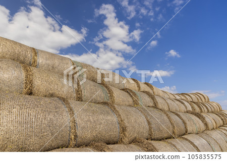 stacked straw stacks in the spring season remaining in the field 105835575