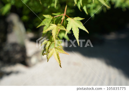 新鮮的綠色秋葉 新鮮的綠色秋葉 105835775