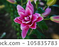 Lily flower 105835783