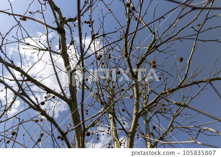 sycamore tree in sunny weather in early spring sycamore tree in sunny weather in early spring 105835807