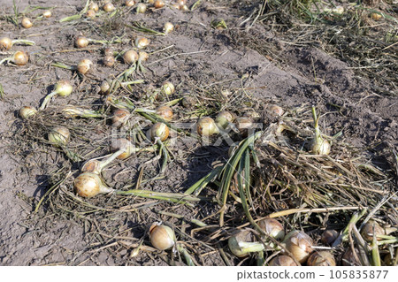 A field with a ripe onion harvest during the food harvest A field with a ripe onion harvest during the food harvest 105835877