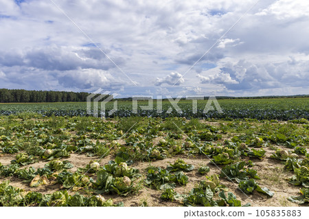 Agricultural field where cabbage is grown in cabbages Agricultural field where cabbage is grown in cabbages 105835883