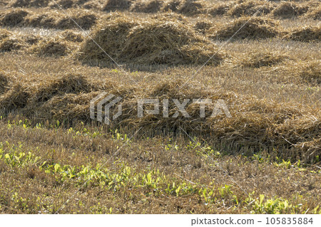A field with cereals in the summer A field with cereals in the summer 105835884
