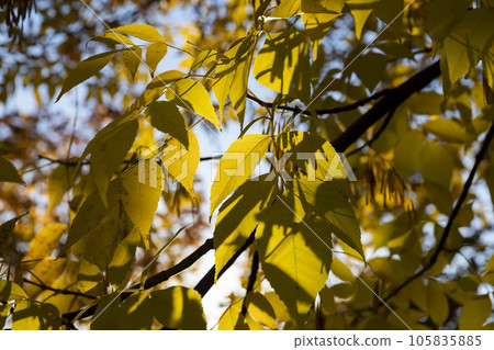 Maple tree foliage in autumn Maple tree foliage in autumn 105835885