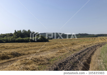 A field with cereals in the summer 105835983