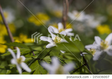 the first spring flowers of anemone are white in a mixed forest 105836007