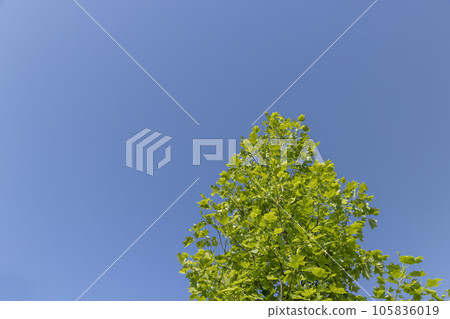 tulip tree with green foliage in windy weather 105836019