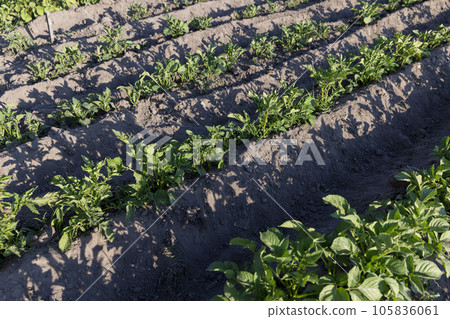 the green tops of a potato field in spring at sunset 105836061