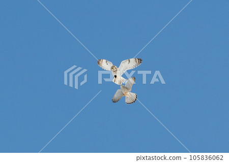 Owl Owl 105836062