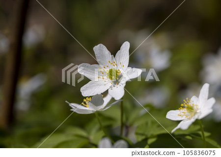 the first spring flowers of anemone are white in a mixed forest 105836075