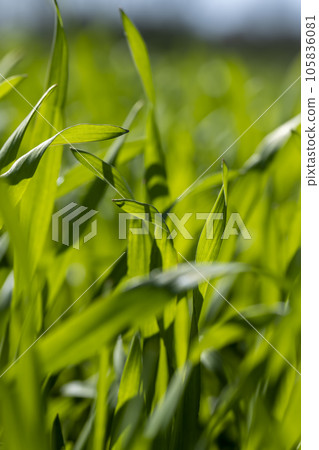 agricultural field with green wheat in the spring season agricultural field with green wheat in the spring season 105836081
