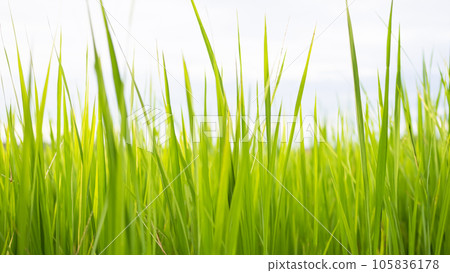 Jasmine Rice Plant with Blue Sky Background,Orgarnic Rice Tree,Garden Farmer in Thailand, Traditional raw Food Vegaetarian for Asian,Nature Garden,Environment Agricultur Farm Landscape nature. 105836178