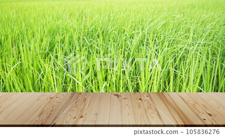 Mock Up Wooden Table on Jasmine Rice Plant with Blue Sky Background,Empty Counter Cooking with Orgarnic Rice Tree,Garden Farmer in Thailand, Traditional raw Food Vegaetarian for Asian,Nature Garden. Mock Up Wooden Table on Jasmine Rice Plant with Blue Sky Background,Empty Counter Cooking with Orgarnic Rice Tree,Garden Farmer in Thailand, Traditional raw Food Vegaetarian for Asian,Nature Garden. 105836276