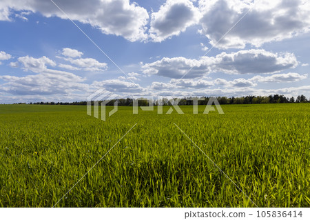 a field with green cereals in the spring season a field with green cereals in the spring season 105836414