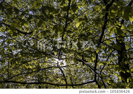 green foliage on hornbeam tree in spring bloom green foliage on hornbeam tree in spring bloom 105836426