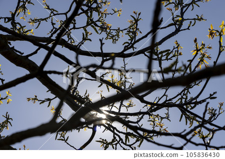 the first foliage on a walnut blooming with long flowers 105836430