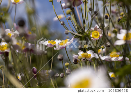 Blooming in late summer or early autumn flowers Blooming in late summer or early autumn flowers 105836458
