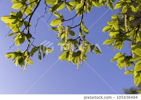 green foliage on hornbeam tree in spring bloom green foliage on hornbeam tree in spring bloom 105836484