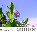 Ruellia tuberosa, Minnieroot, Fever Root, Snapdragon Root, Sheep potato. 105836695