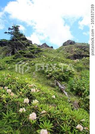 Nikko Shirane Mountain 105837189