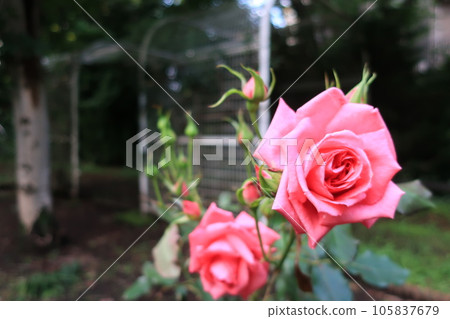 Close up of pink roses blooming in the park Close up of pink roses blooming in the park 105837679