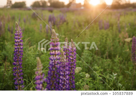 photos of lupine flowers in nature 105837889