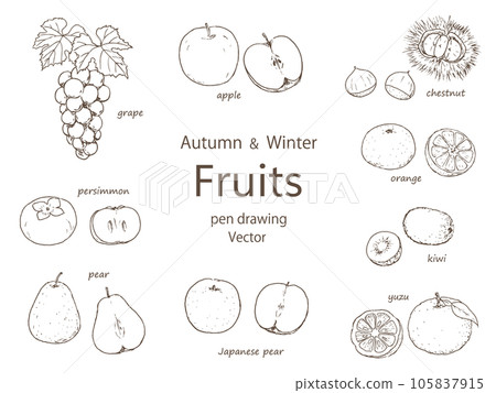Autumn and winter fruit pen drawing set 105837915
