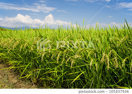 [Summer ears of rice] Ears of rice before harvest and summer sky 105837936