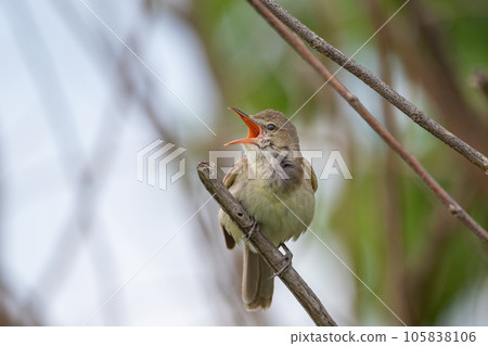 Oyo Yoshikiri 105838106