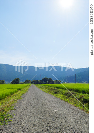 Beautiful green rice fields in the countryside. rice planting. Rice farming. Beautiful green rice fields in the countryside. rice planting. Rice farming. 105838140