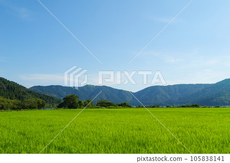 Beautiful green rice fields in the countryside. rice planting. Rice farming. Beautiful green rice fields in the countryside. rice planting. Rice farming. 105838141