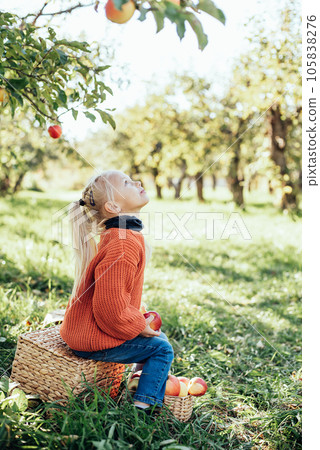 Child picking apples on farm in autumn. Little girl playing in tree orchard. Healthy nutrition. Cute little girl eating red delicious fruit. Harvest Concept. Apple picking. 105838276