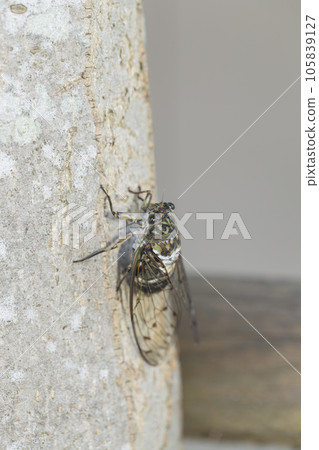 Hyalessa maculaticus, transparent feathers, cicadas, cicadas perched on a tree Hyalessa maculaticus, transparent feathers, cicadas, cicadas perched on a tree 105839127