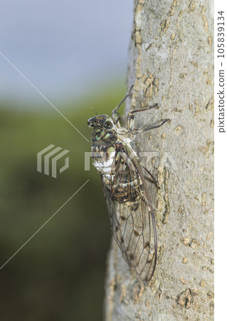Hyalessa maculaticus, transparent feathers, cicadas, cicadas perched on a tree Hyalessa maculaticus, transparent feathers, cicadas, cicadas perched on a tree 105839134