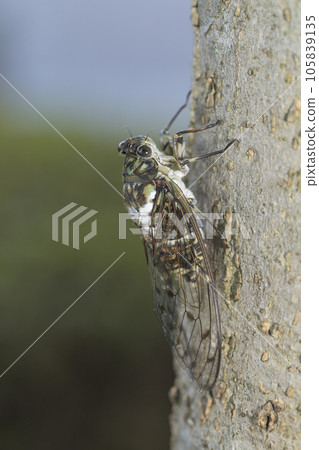 Hyalessa maculaticus, transparent feathers, cicadas, cicadas perched on a tree 105839135