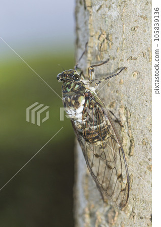 Hyalessa maculaticus,透明羽毛,蟬,棲息在樹上的蟬 Hyalessa maculaticus,透明羽毛,蟬,棲息在樹上的蟬 105839136