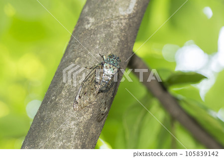 Hyalessa maculaticus，透明羽毛，蟬，棲息在樹上的蟬 105839142