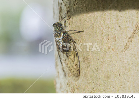 Hyalessa maculaticus, transparent feathers, cicadas, cicadas perched on a tree Hyalessa maculaticus, transparent feathers, cicadas, cicadas perched on a tree 105839143