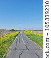 Sugito Town Rape blossoms along the Edogawa embankment 105839210
