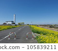 Sugito Town Rape blossoms along the Edogawa embankment 105839211