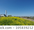 Sugito Town Rape blossoms along the Edogawa embankment 105839212